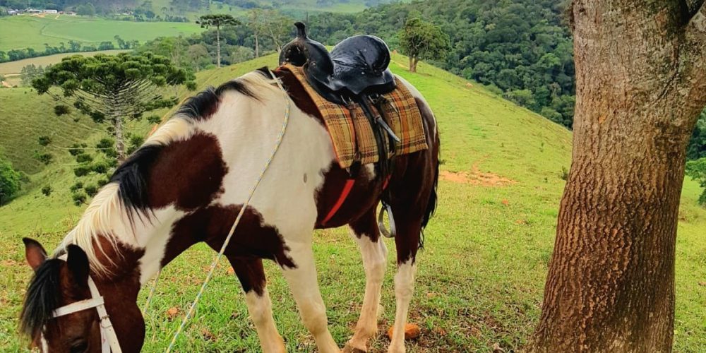 55628b47-1bc3-4729-ab5c-86ba8a800b65