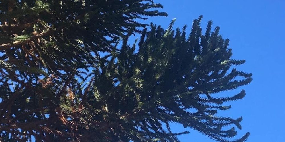 85c3120d-a10d-4322-9ad8-d6eaa2173df6